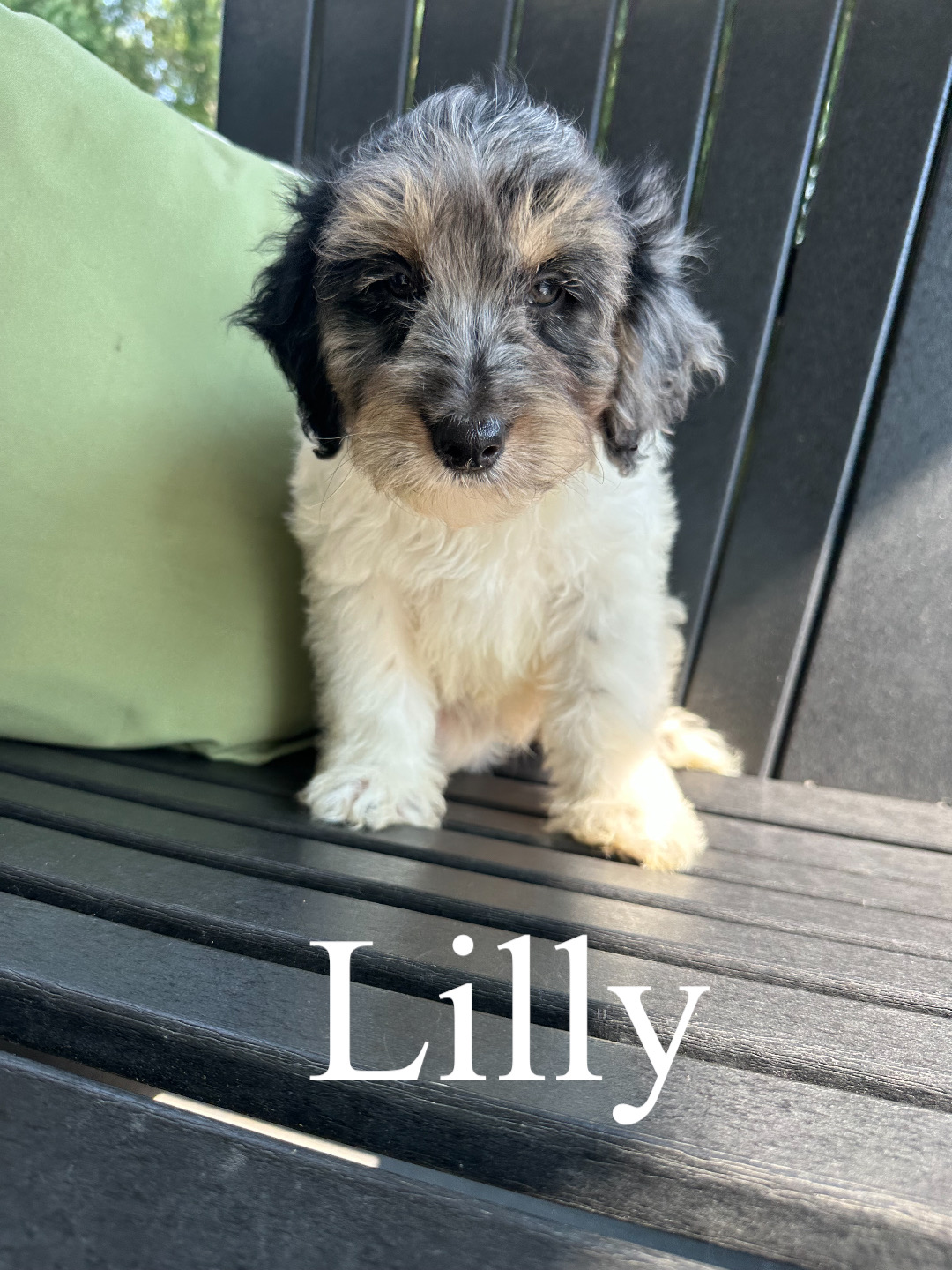 Lilly (pink collar) 1